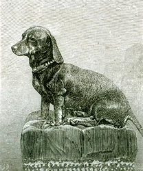 The Dog Jacob, from 